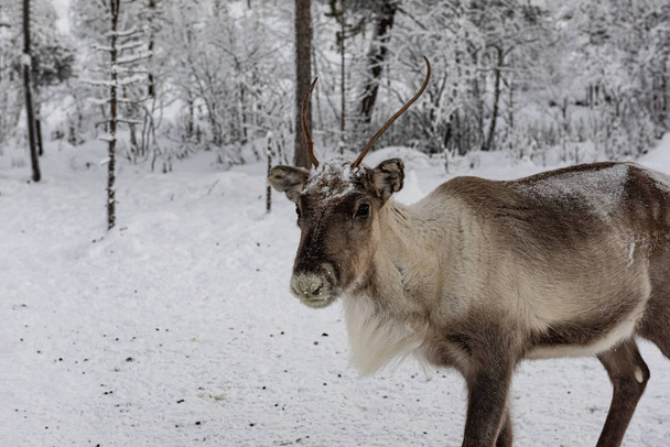 Reindeer out walking in the Lapland forests in  - Photo, Image