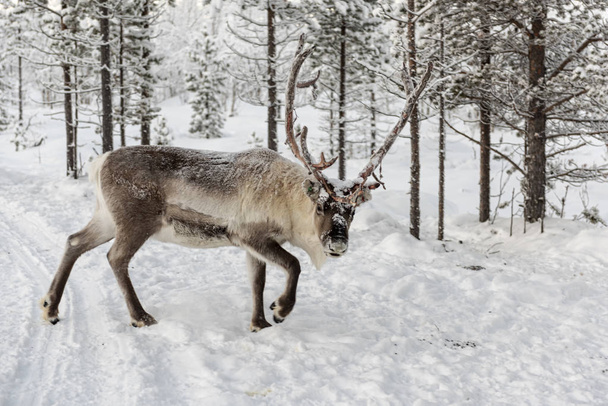 Rentiere auf Wanderschaft in den Wäldern Lapplands in  - Foto, Bild