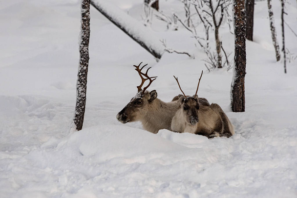 Anya és gyermeke, rénszarvas feküdt a hóban együtt wil - Fotó, kép