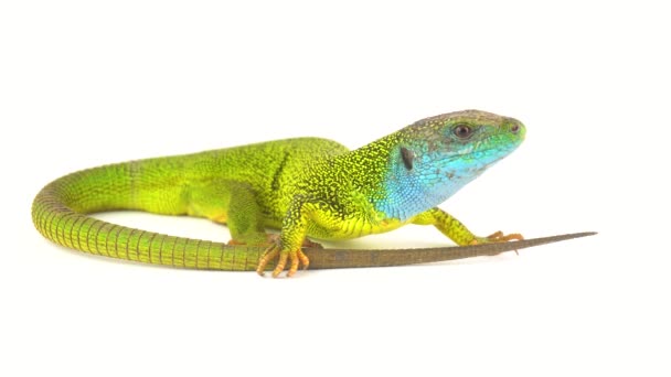 Green lizard on white screen background - Footage, Video