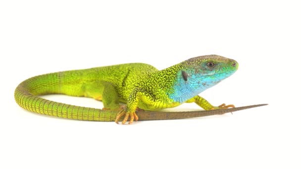 Green lizard on white screen background - Footage, Video