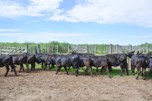 Vacas na caneta de vaca, produção de carne argentina
 - Foto, Imagem