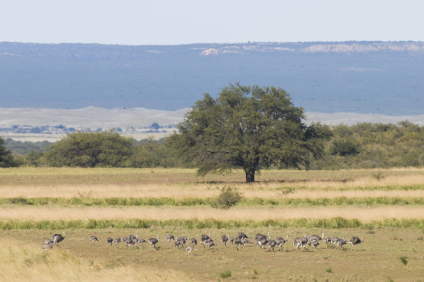 Ptaki większe Rhea w krajobrazie Pampas, Argentyna - Zdjęcie, obraz