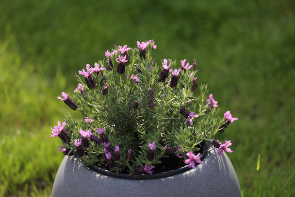 Una maceta de flores violetas se encuentra en la terraza
 - Foto, imagen