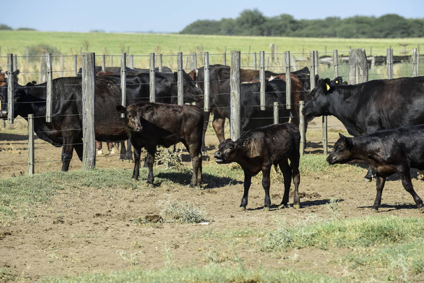 Vacas en el corral, producción de carne argentina
 - Foto, imagen