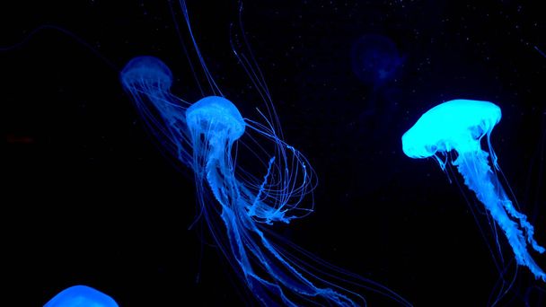 wunderschöne Quallen, die sich durch das Neonlicht des Wassers bewegen - Foto, Bild