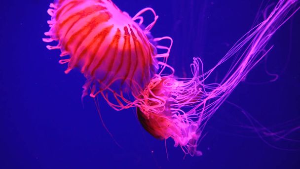 Красивые медузы движутся сквозь неоновые огни воды
 - Фото, изображение