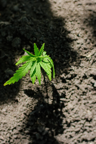 Germoglio di pianta di marijuana medica che cresce al coperto. Pianta da cannabis
 - Foto, immagini