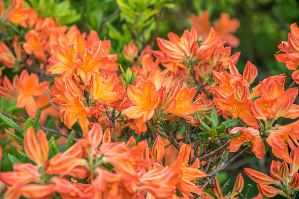 leuchtend orange Blüten blühender Rhododendron an einem sonnigen Tag. - Foto, Bild
