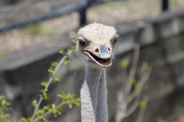 perto de uma avestruz - Foto, Imagem