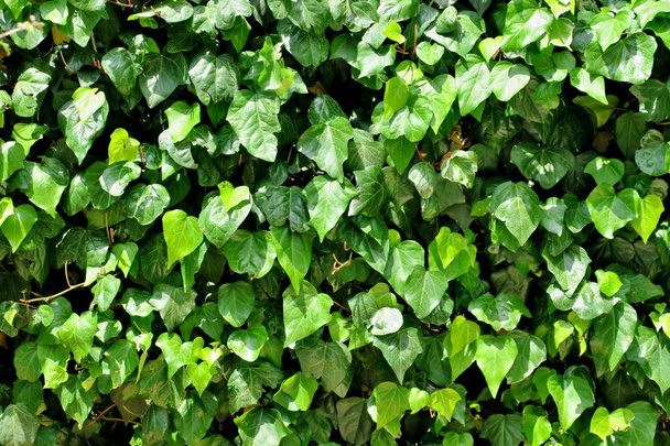 美しい明るい緑の植物の壁 - 写真・画像