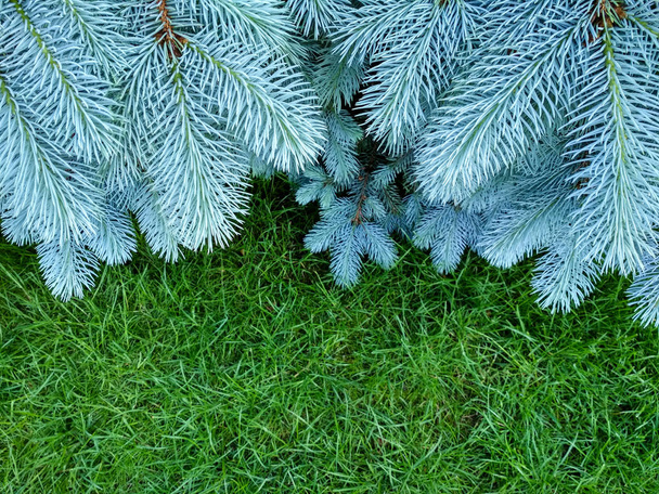 Branches of blue fir tree. Blue spruce, Picea pungens. Selective focus. Christmas Background with beautiful fir tree. Copy space. - Photo, Image