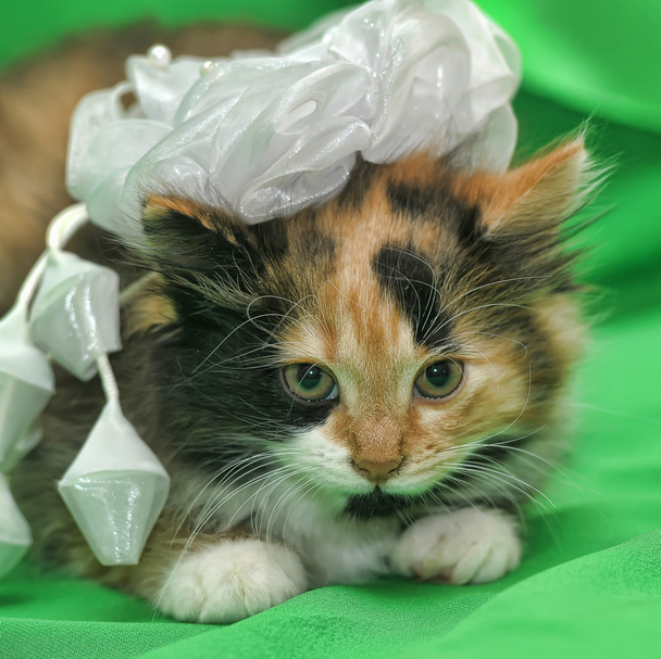Cute little kitten - Valokuva, kuva