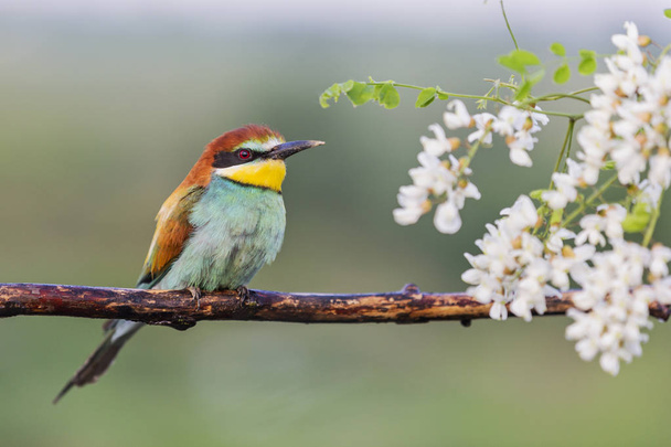 красочные птицы и белые цветы акации
 - Фото, изображение