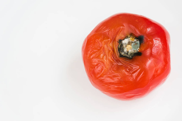 Rotten tomato spoiled by fungi and mold on white background. Inappropriate storage of vegetables. - Photo, Image