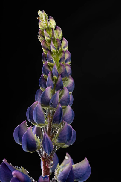 Beautifully blossomed lupine flowers and raindrops. Wildflowers  - Photo, Image