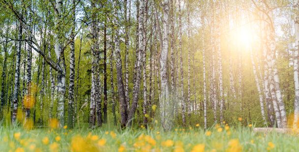 Image of birch forest with yellow flowers - Photo, Image