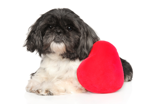 Shi-tzu dog with red Valentine heart - Photo, Image