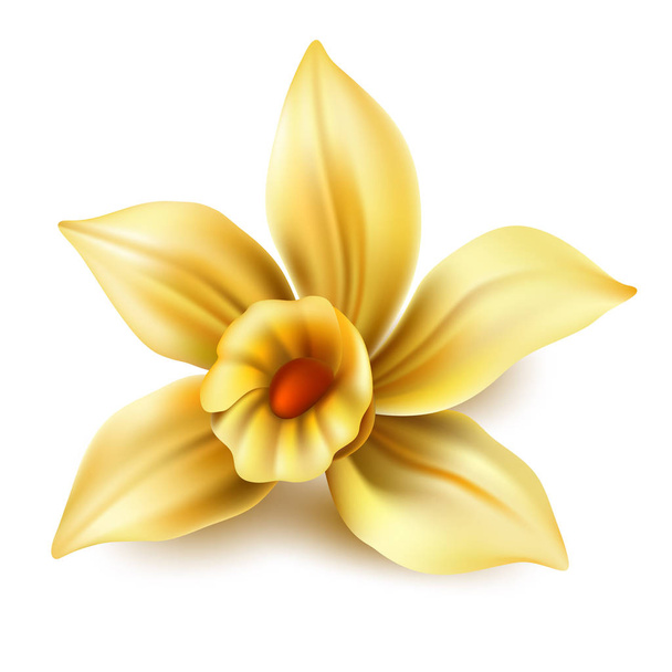 Vector 3d vanilla flower blossom or narcissus - Vektor, kép