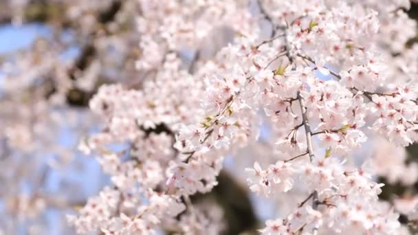 Cherry blossom at Koishikawa kourakuen park in Tokyo handheld - Footage, Video