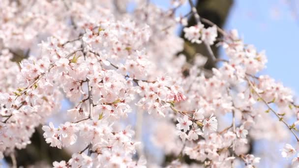 Wiśniowy kwiat w parku Koishikawa kourakuen w Tokio podręczny - Materiał filmowy, wideo