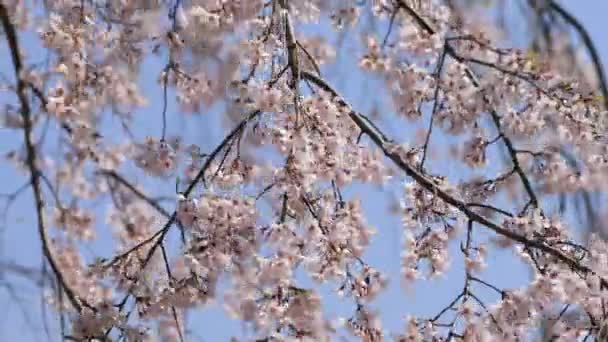 Cherry blossom at Koishikawa kourakuen park in Tokyo handheld - Filmati, video