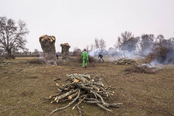 Fák metszése az erdőben szezonban. A munkások kiszedik és égetik az ágakat. Vezérelt tűz, vezérelt égő. - Fotó, kép