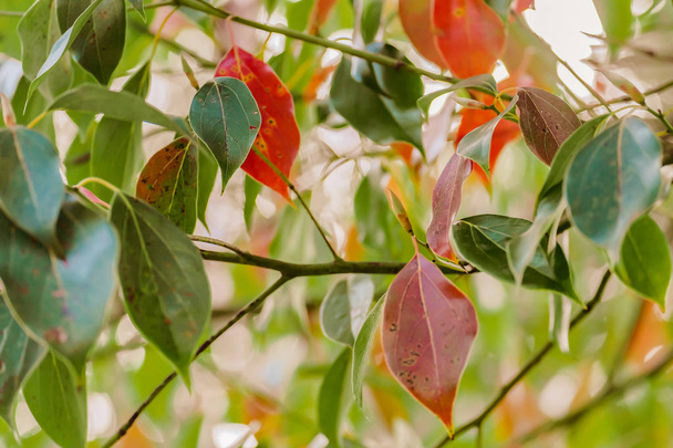 Zielone i czerwone liście na drzewie kamfory - Zdjęcie, obraz