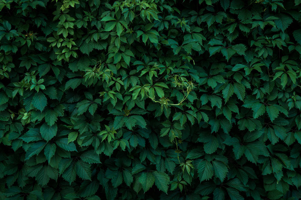 Fresh green leaves covering the wall. Natural green background f - 写真・画像