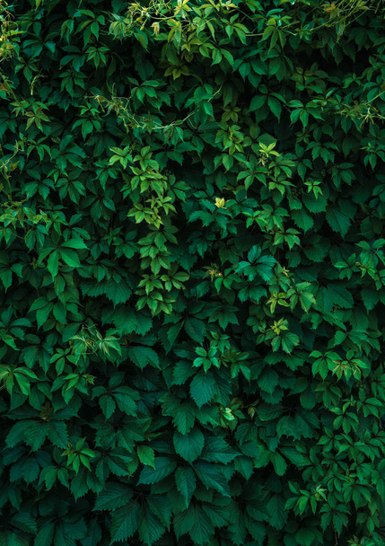 Fresh green leaves covering the wall. Natural green background f - Photo, Image