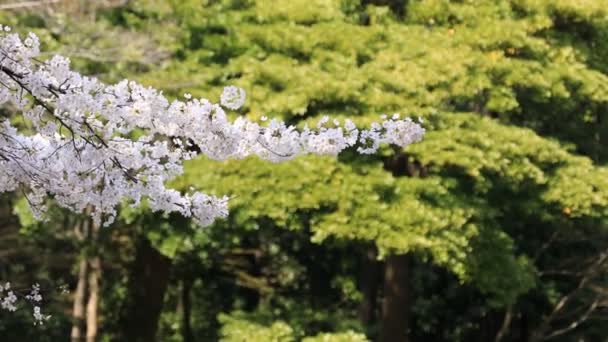 Вишневий цвіт в Koішікава kourakuen парк в Токіо портативні - Кадри, відео