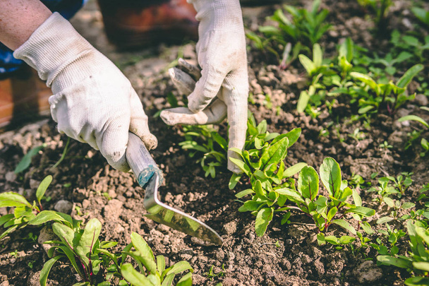 Frauenhände mit Handschuhen und Hacke behandeln Pflanzen im Garten - Foto, Bild