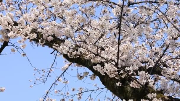 Cherry blossom at Koishikawa kourakuen park in Tokyo handheld - Footage, Video
