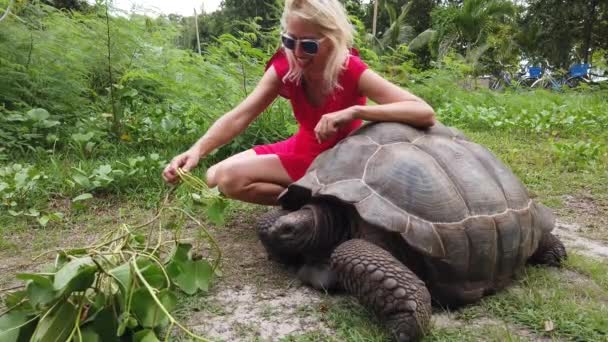 La Digue jättiläinen kilpikonna
 - Materiaali, video
