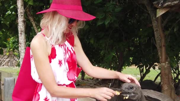 Woman feeding giant tortoise - Footage, Video