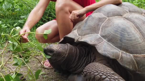 Mujer Seychelles Tortuga
 - Metraje, vídeo
