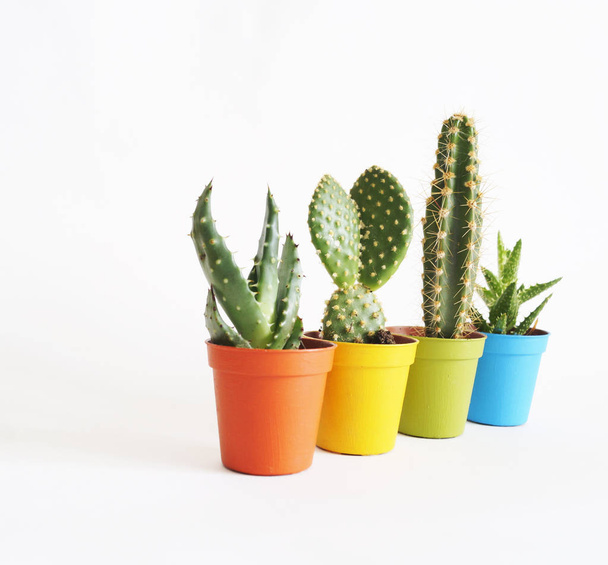 lot of cacti in colorful pots. White background. Decor for child's room. Advertising. - Valokuva, kuva