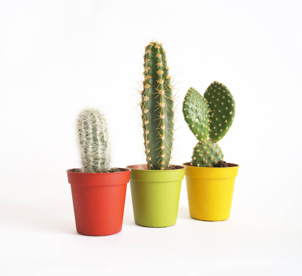 lot of cacti in colorful pots. White background. Decor for child's room. Advertising. - Photo, Image