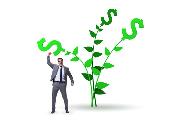 Koncept peněžního stromu s podnikatelem v rostoucích ziscích  - Fotografie, Obrázek