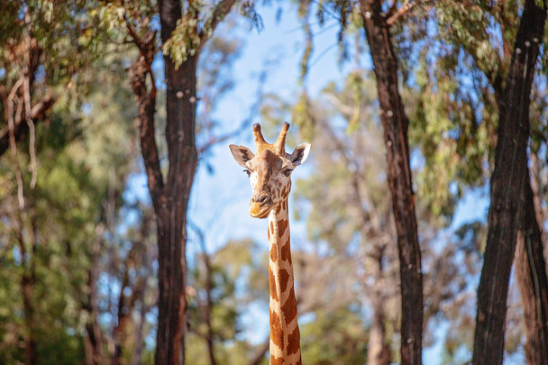 L'unica giraffa a gambe lunghe dal collo lungo
 - Foto, immagini
