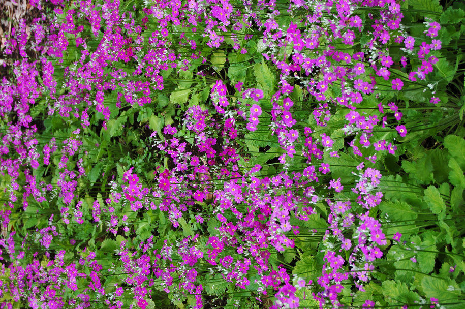 flores roxas - Foto, Imagem
