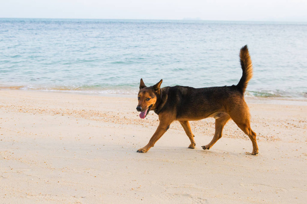 Un chien heureux sur la plage
. - Photo, image