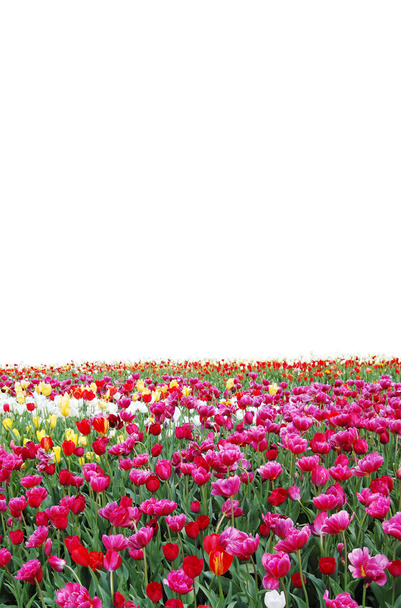 tulipanes - Foto, Imagen
