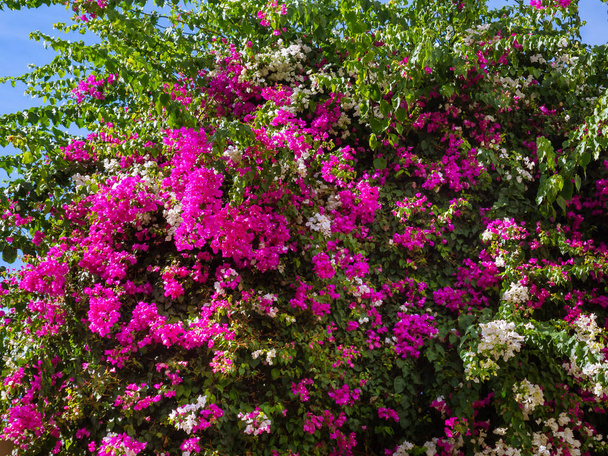 Huge bush of white and pink Bougainvillea flowers - Photo, image
