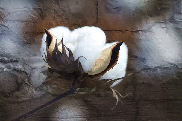 Fluffy White Mature Cotton Bolls Digitally Painted - Photo, Image
