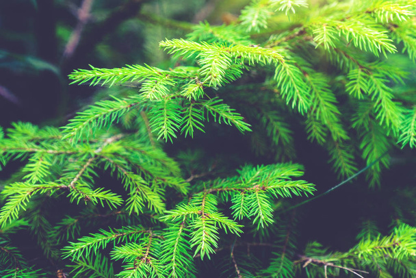 Soft Focus Image of Green Nature Background. - 写真・画像