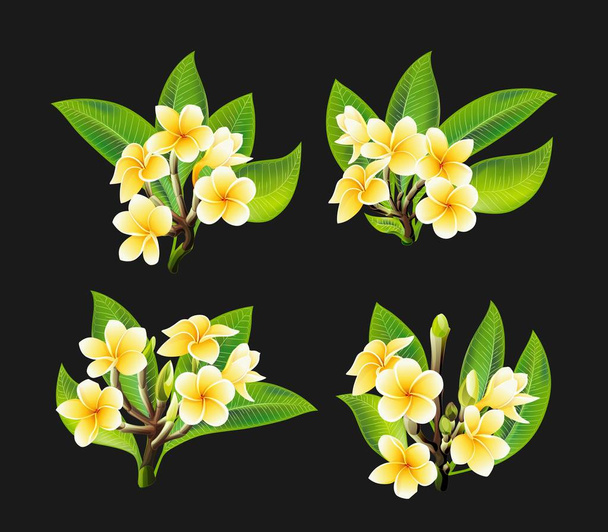 White and yellow Plumeria Flowers in realistic style on black background - Vector, Image