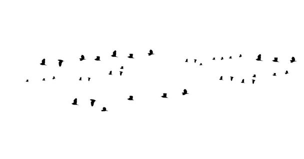 kleiner Vogelschatten isoliert auf weißem Hintergrund. - Foto, Bild