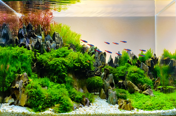 Wizerunek krajobrazu charakter zbiornika akwarium. - Zdjęcie, obraz