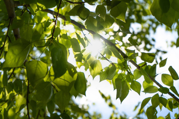 Green leaves against the sun. The sun shines through the green leaves of the poplar. Close-up. - 写真・画像